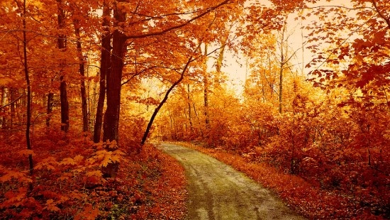 Картинка найдена на просторах интернета, ссылка https://yandex.ru/images/search?from=tabbar&img_url=https%3A%2F%2Fi.pinimg.com%2Foriginals%2Fa8%2F34%2F3f%2Fa8343f812879b5e7bd53274cf0591a19.jpg&lr=47&pos=15&rpt=simage&text=%D1%86А%D0%B2%D0%B5%D1%82%D1%8B%20%D0%BA%D1%80%D1%83%D0%BF%D0%BD%D0%BE%20%D1%84%D0%B