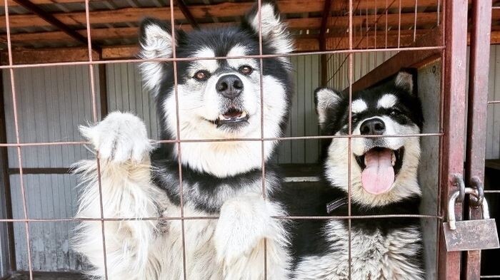    vk.com/husky_park_omsk