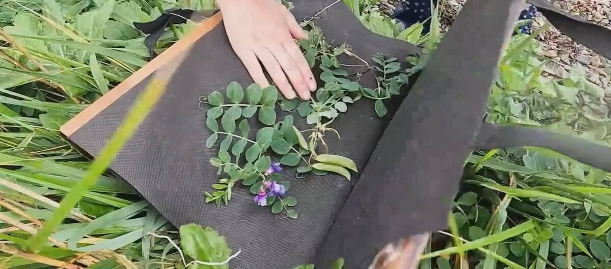   Фото: Ботаники из Санкт-Петербурга изучают колымские дикоросы /из материалов ГТРК «Магадан»