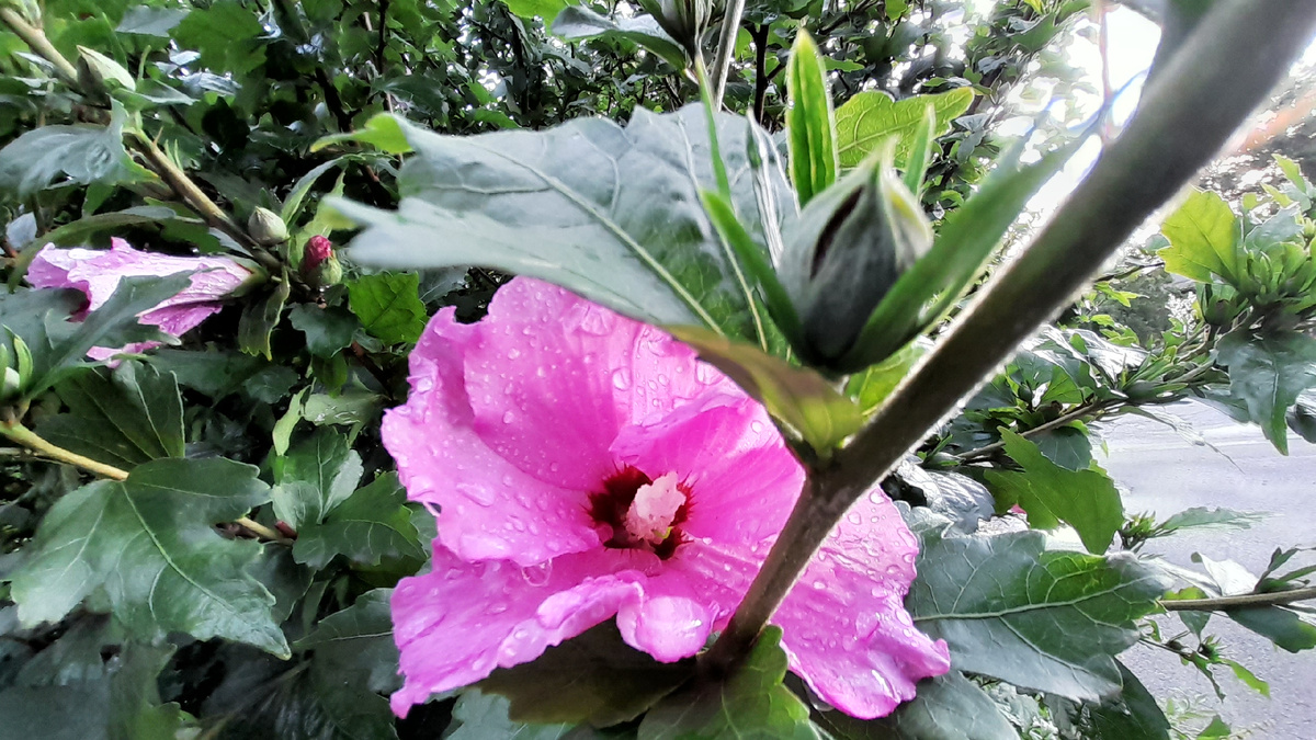 Мальва после дождя 