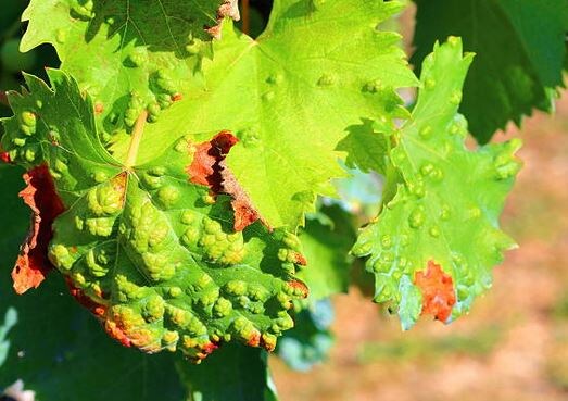 Ржавчина на винограде. Фото из открытых источников