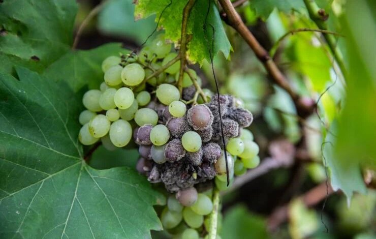 Серая гниль на винограде. Фото:  ru.depositphotos