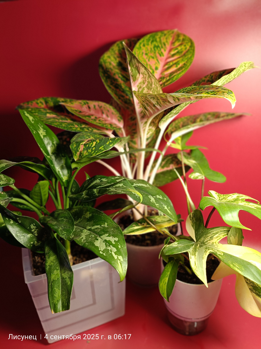 ХваСтаюсь своими красотулями.