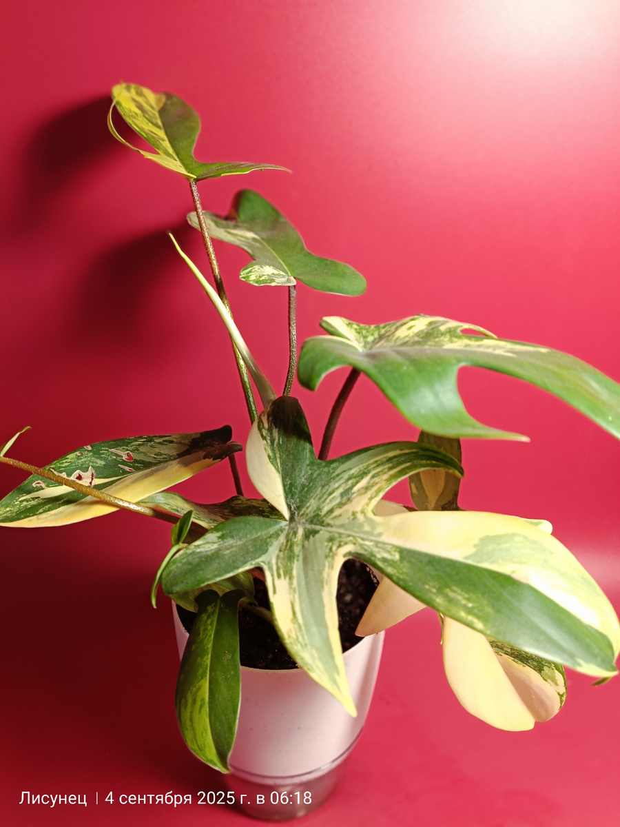 ФилодендроН меджик маска вар на фитильном поливе. Фото автора