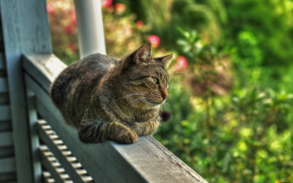 Картинка найдена на просторах интернета, ссылка https://yandex.ru/images/search?from=tabbar&img_url=https%3A%2F%2Fi.pinimg.com%2Foriginals%2Fa8%2F34%2F3f%2Fa8343f81289b5e7bd53774cf0591a19.jpg&lr=47&pos=15&rpt=simage&text=%D1%86%D0%B2%D0%B5%D1%82%D1%8B%20%D0%BA%D1%80%D1%83%D0%BF%D0%BD%D0%BE%20%D1%84%D0%BE%D1%82%D0%BE