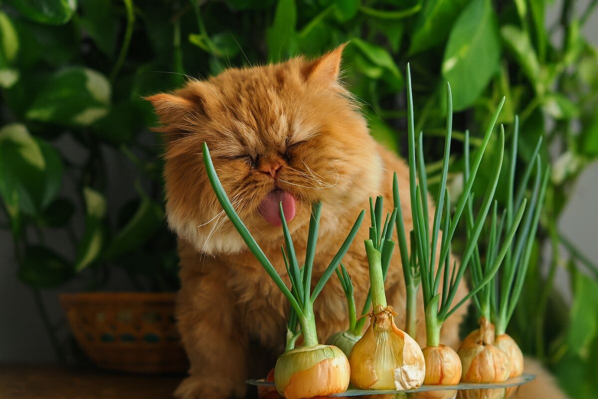 Кот с луком 