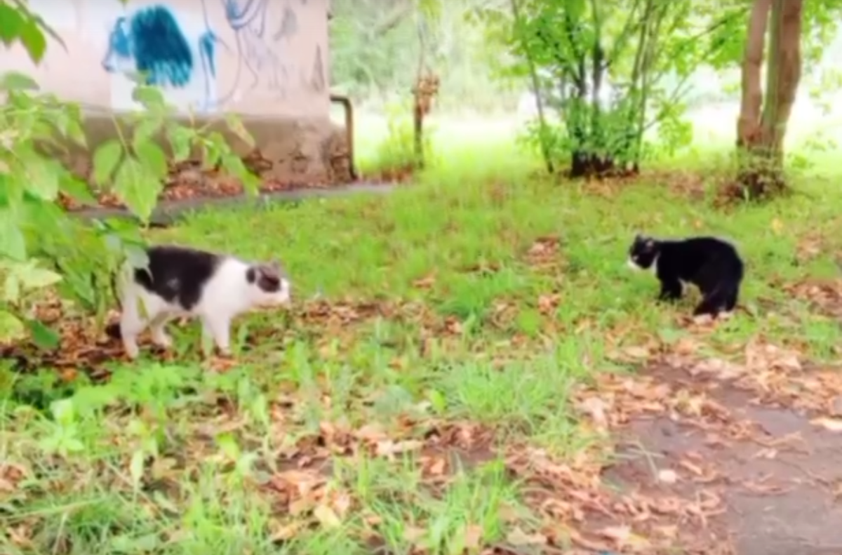 Мотька и Нахал