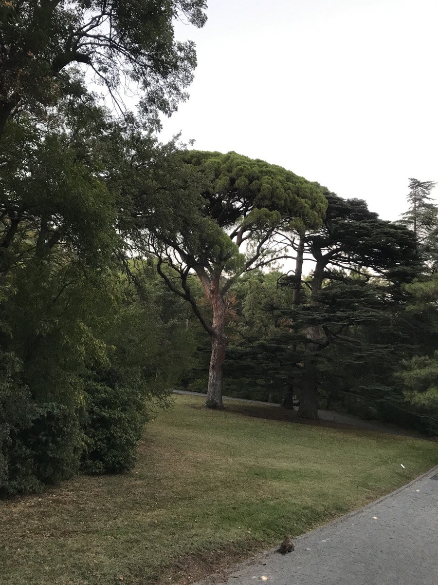 Фото автора. Солнечная поляна в Воронцовском парке. 03.09.25