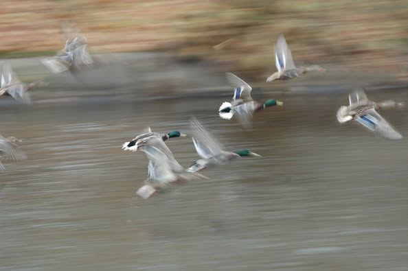 Эти снимки удалось мне сделать в те несколько мгновений