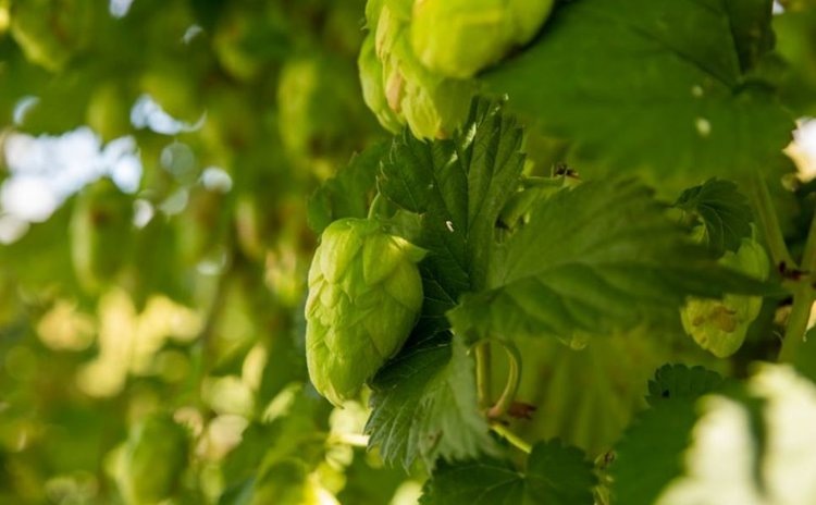    Фото: Plant & Food Research