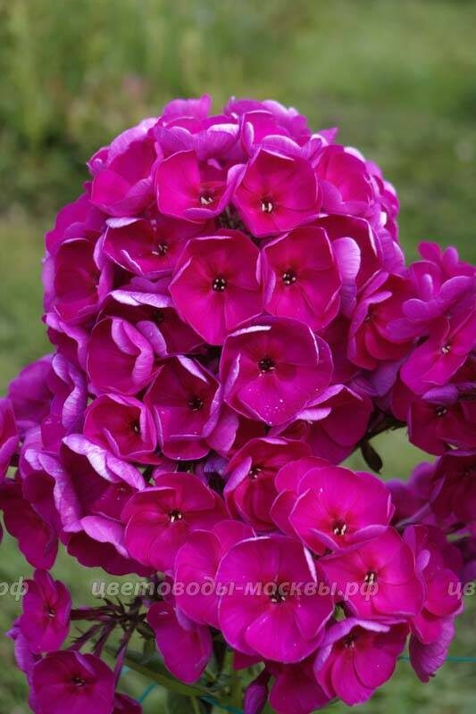 'Ультар' (2002)