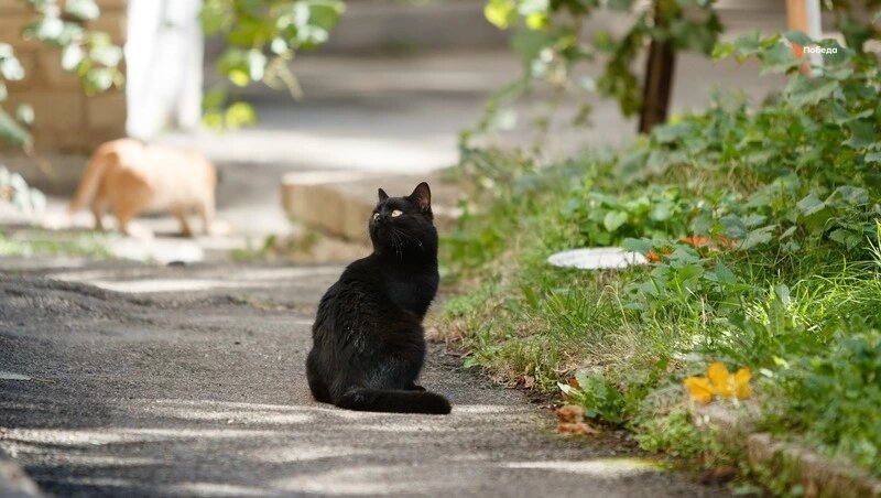      Фото: Дмитрий Ахмадуллин / / ИА «Победа26»