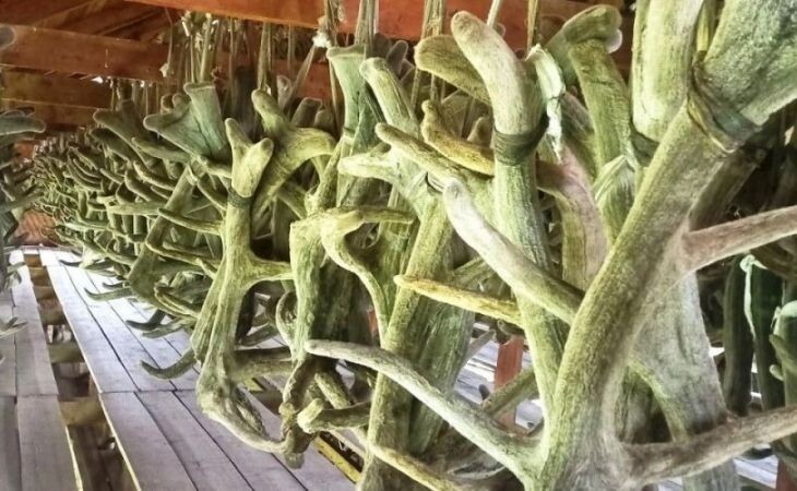 Фото:. Панты марала ╱ пресс-служба Минсельхоза Республики Алтай