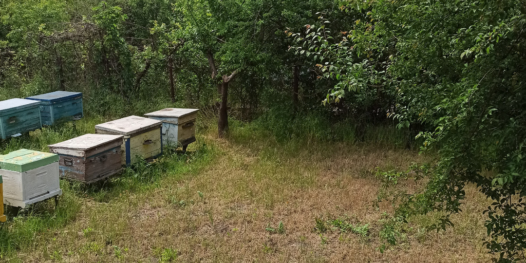 КАК УСИЛИТЬ ОТВОДОК ПЧЕЛ ПЕРЕД ЗИМОЙ