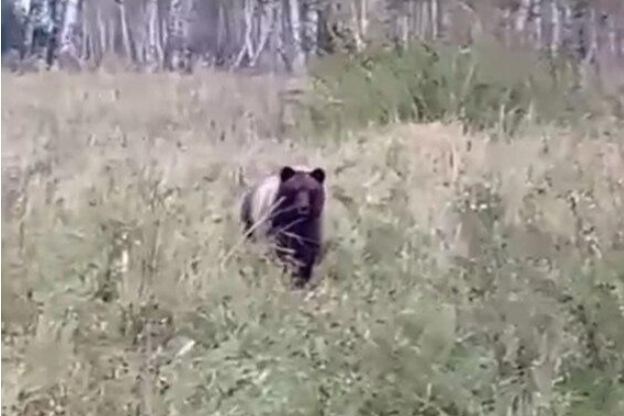 Фото: кадр видео