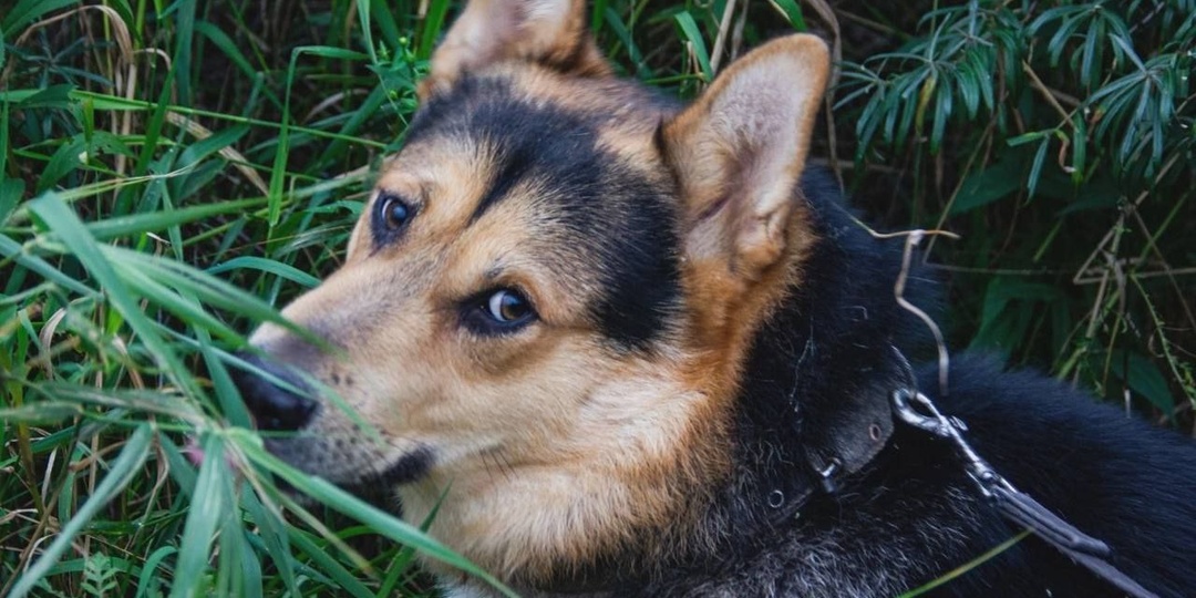 Он был самым маленьких и всегда голодал...