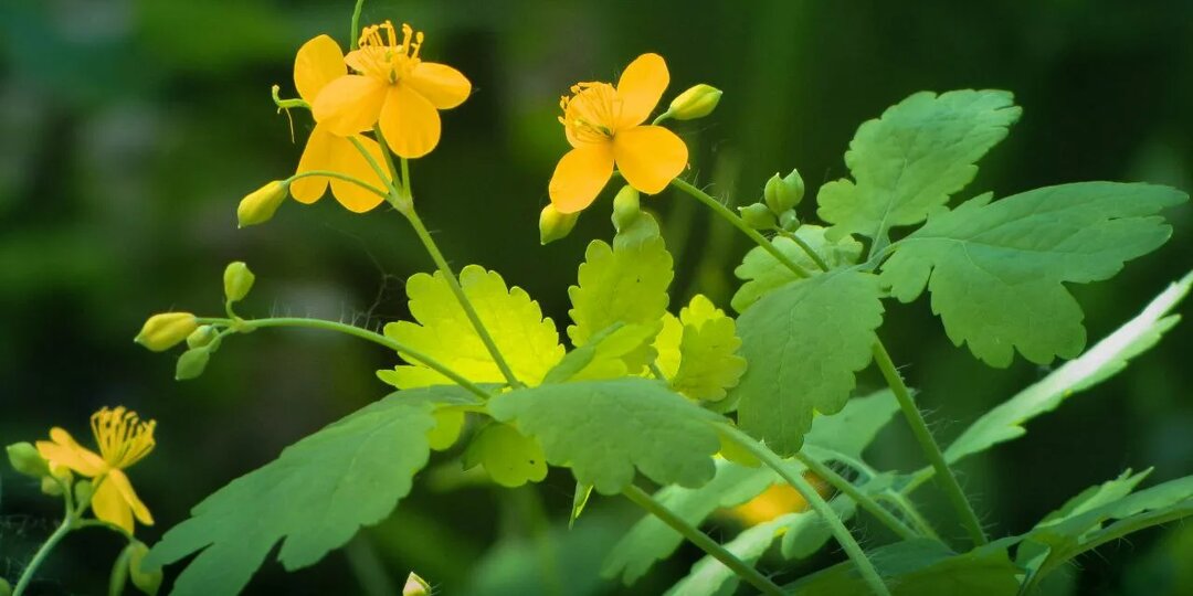 Чистотел: ядовитый целитель, который лечит рак, бородавки и желудок — или убивает?