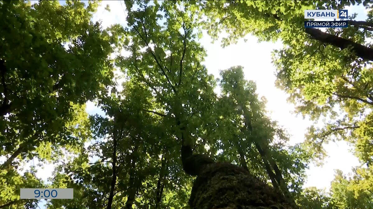    Видео канала «Кубань 24»