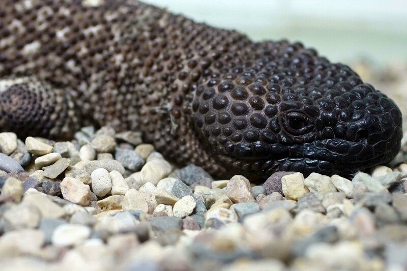 Вот он, мексиканский ядозуб, во всей своей красе. Настоящий ацтекский бриллиант!