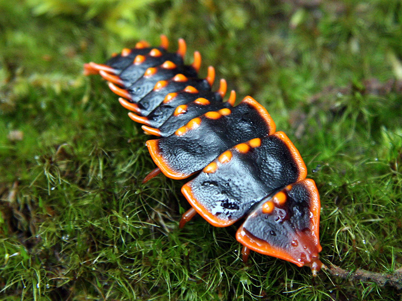 Именно так выглядит живое доисторическое чудо. Согласитесь, природа — лучший дизайнер!