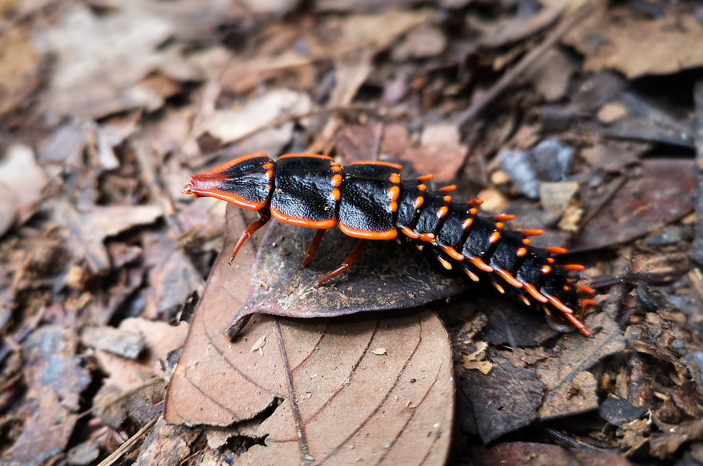 Интересно, что эффектный «доспех» носят только самки.