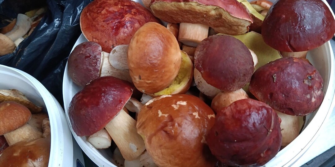 «Набрал за два часа». Нижегородцы ведрами тащат из леса белые грибы, но есть нюанс