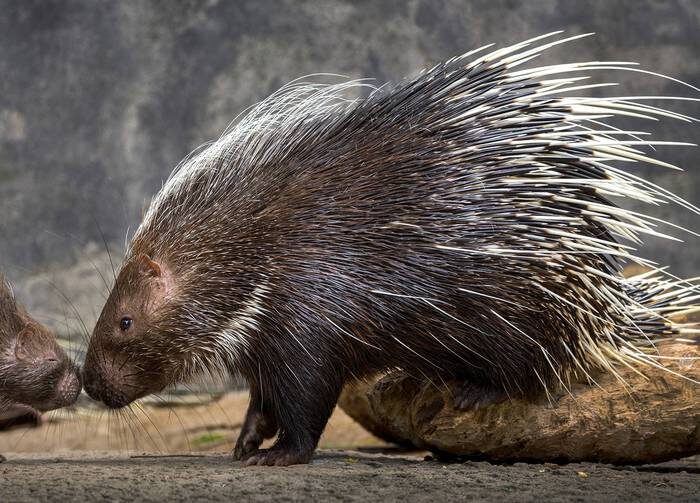 Знакомьтесь, ваш потенциальный новый член семьи! Правда, милашка?