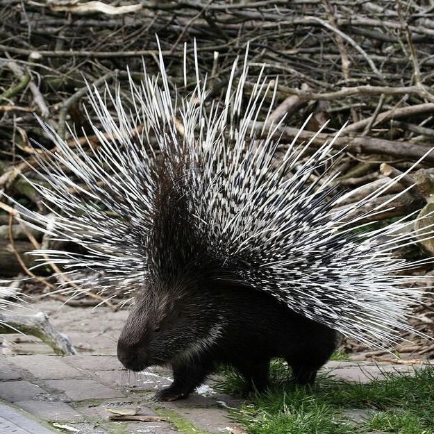 Вот он, во всей своей колючей красе. Внушительный вид, не так ли?