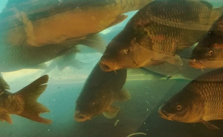    Фото: Лукьянов Дмитрий, AgroXXI.ru