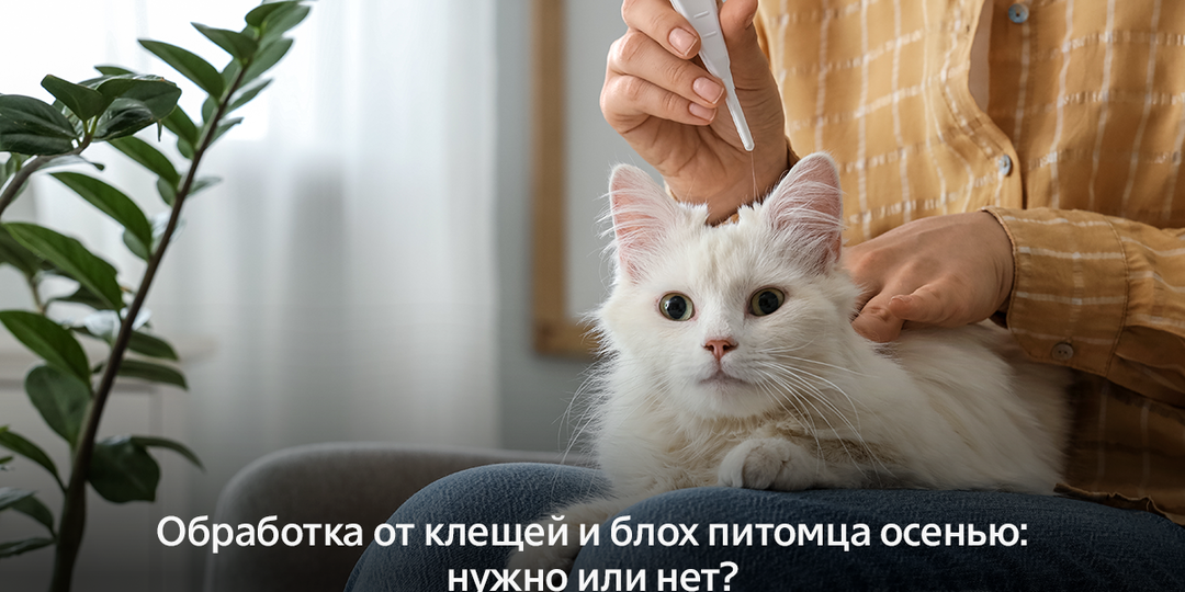 Обработка от клещей и блох питомца осенью: нужно или нет?
