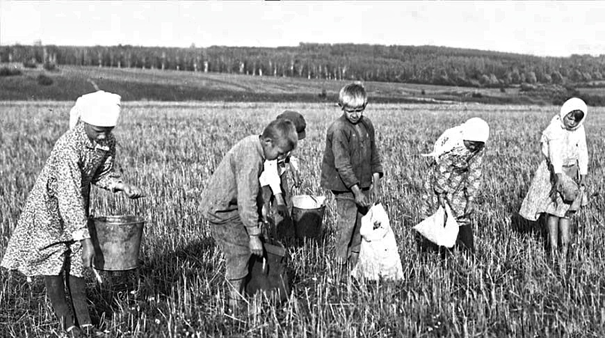 Сбор колосков в советской деревне неизменно ложился на детские плечи. Фото из открытых источников.