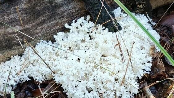     Источник: тг-канал Бузулукский бор