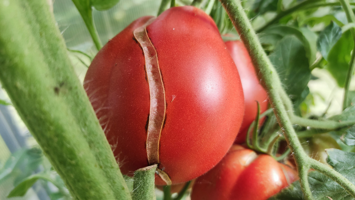 И вроде бы ничего такого не делали особенного, ухаживали за ними нежно и аккуратно, поливали регулярно, а тут такое вот неприятное дело получается!