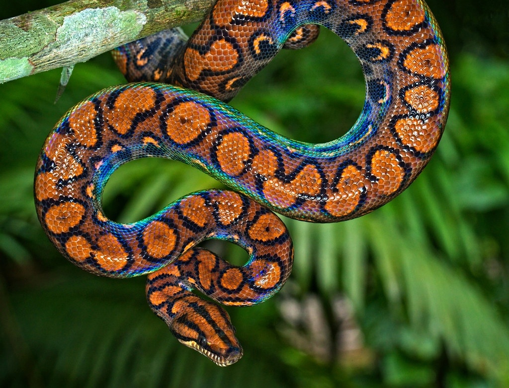 Посмотрите на это чудо природы! Именно так выглядит бразильский радужный удав, когда свет попадает на его чешую.
