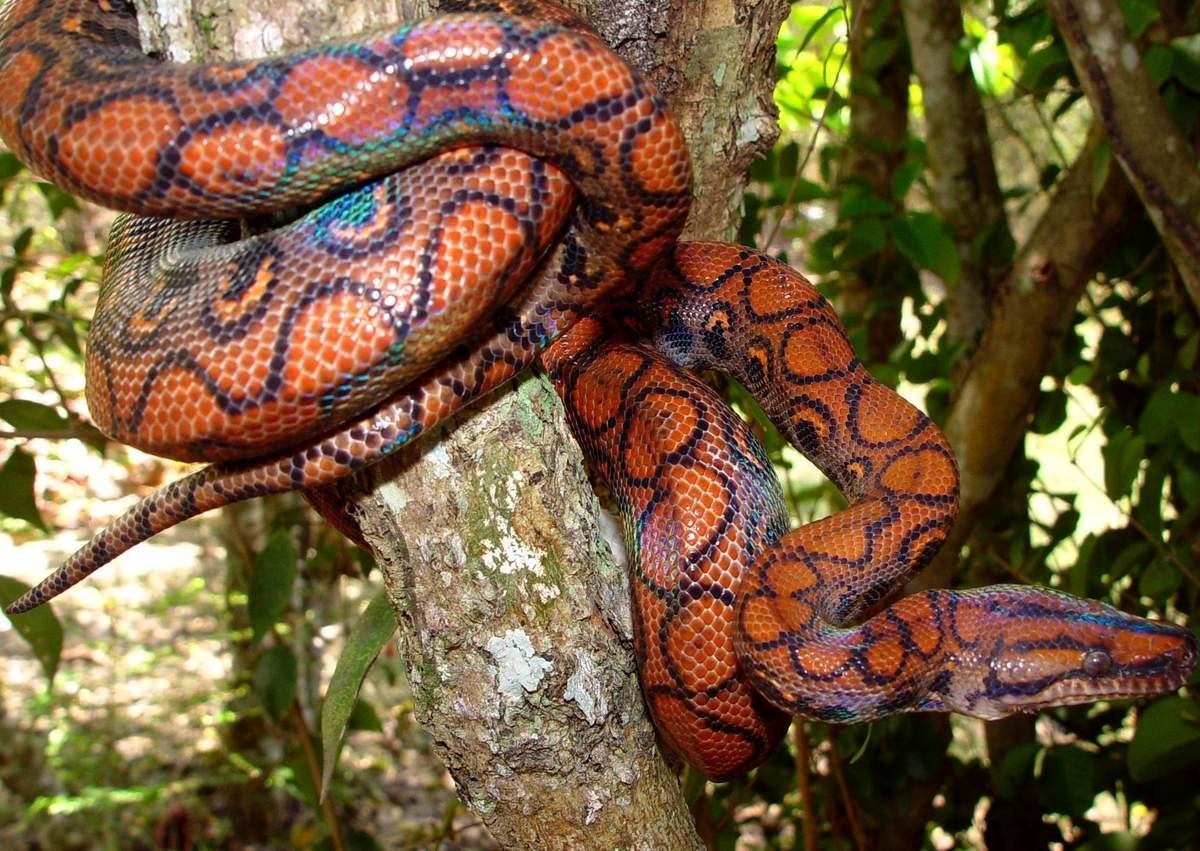 Это не гигантские змеи из фильмов ужасов! 