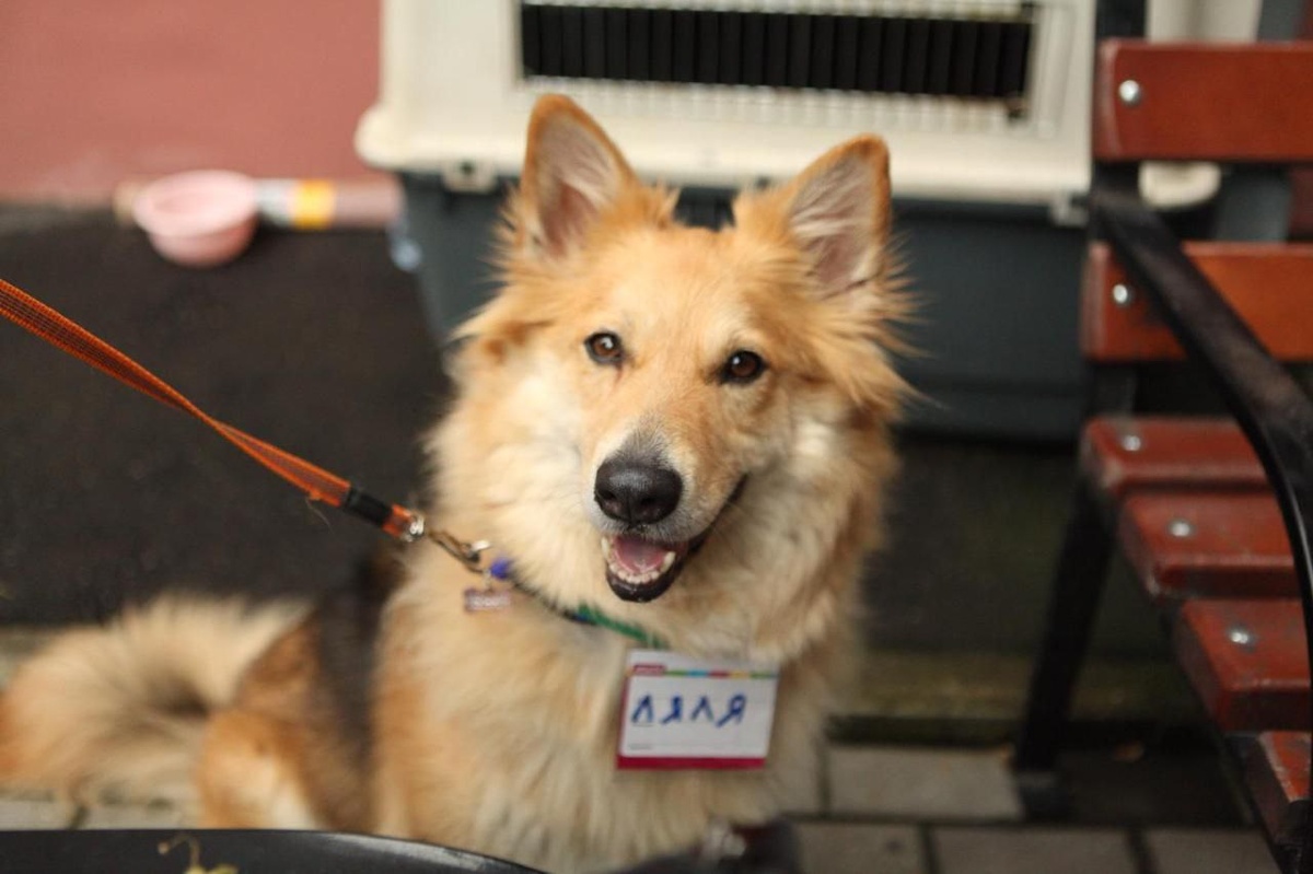 Вот такой была лисичка Ляля в свои лучшие времена