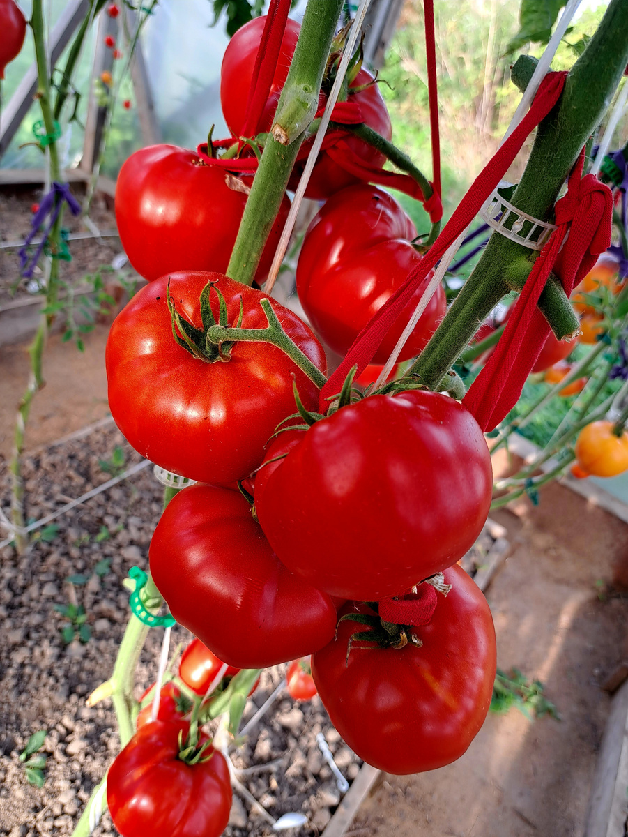 Помидор из Трамонте