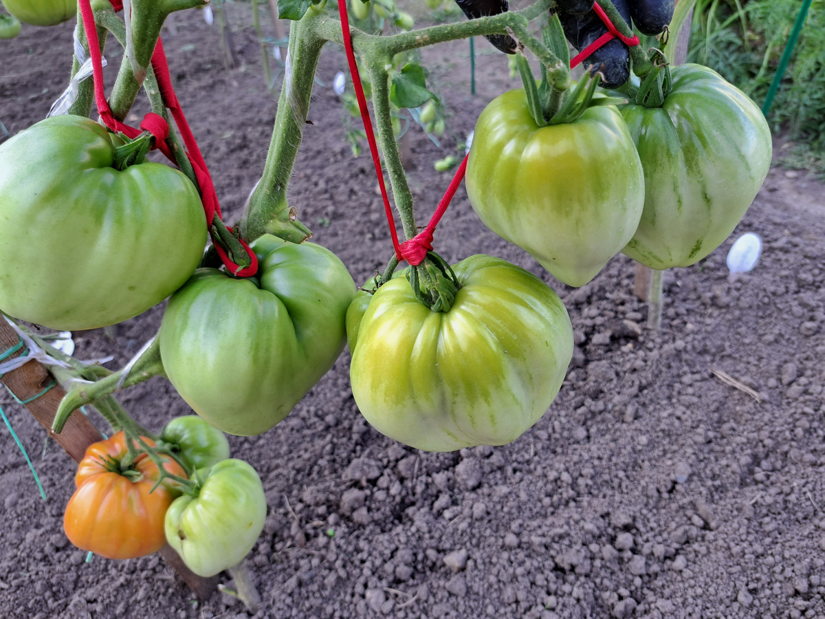 Святая Мироносица в о/г