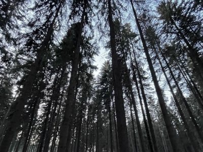    Фото: ГТРК Карелия