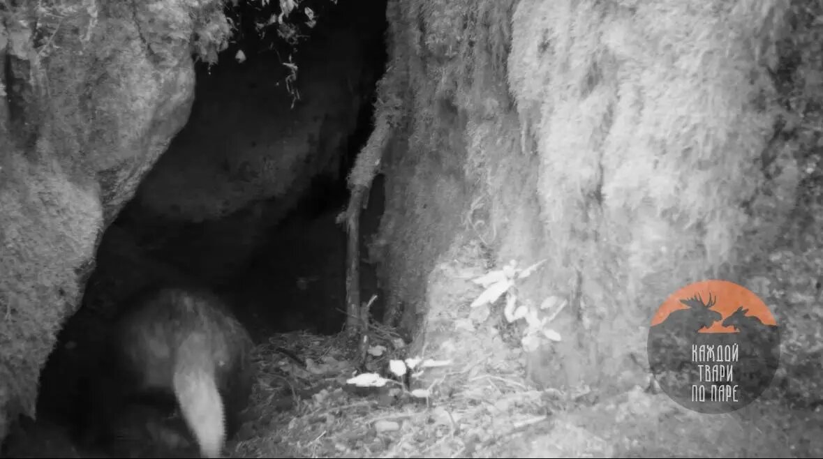    Фото: скриншот видео телеграм-канала «Каждой твари по паре» Павла Глазкова