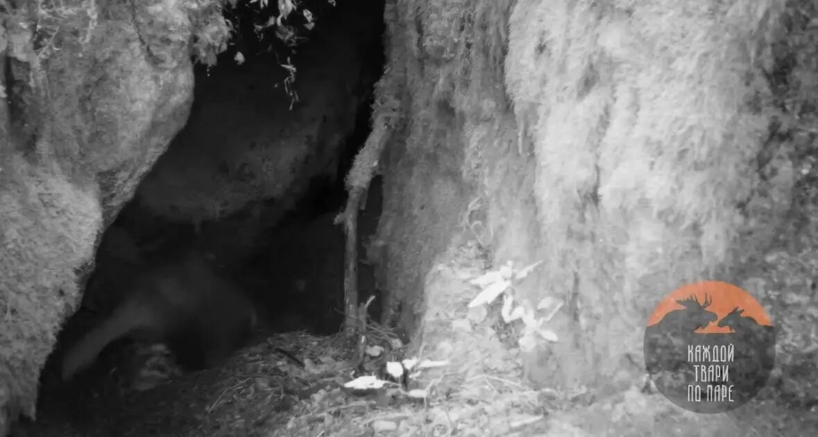    Фото: скриншот видео телеграм-канала «Каждой твари по паре» Павла Глазкова