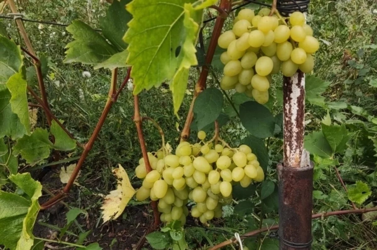    От хмеля до винограда.