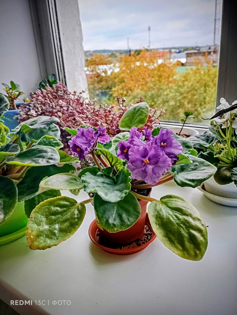 Вот моя цветунья фиалка.