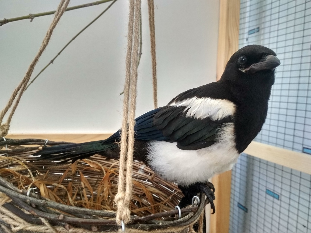 Посмотрите в эти умные глаза! ✨ Сорока – это не просто птица, а настоящий пернатый интеллектуал.