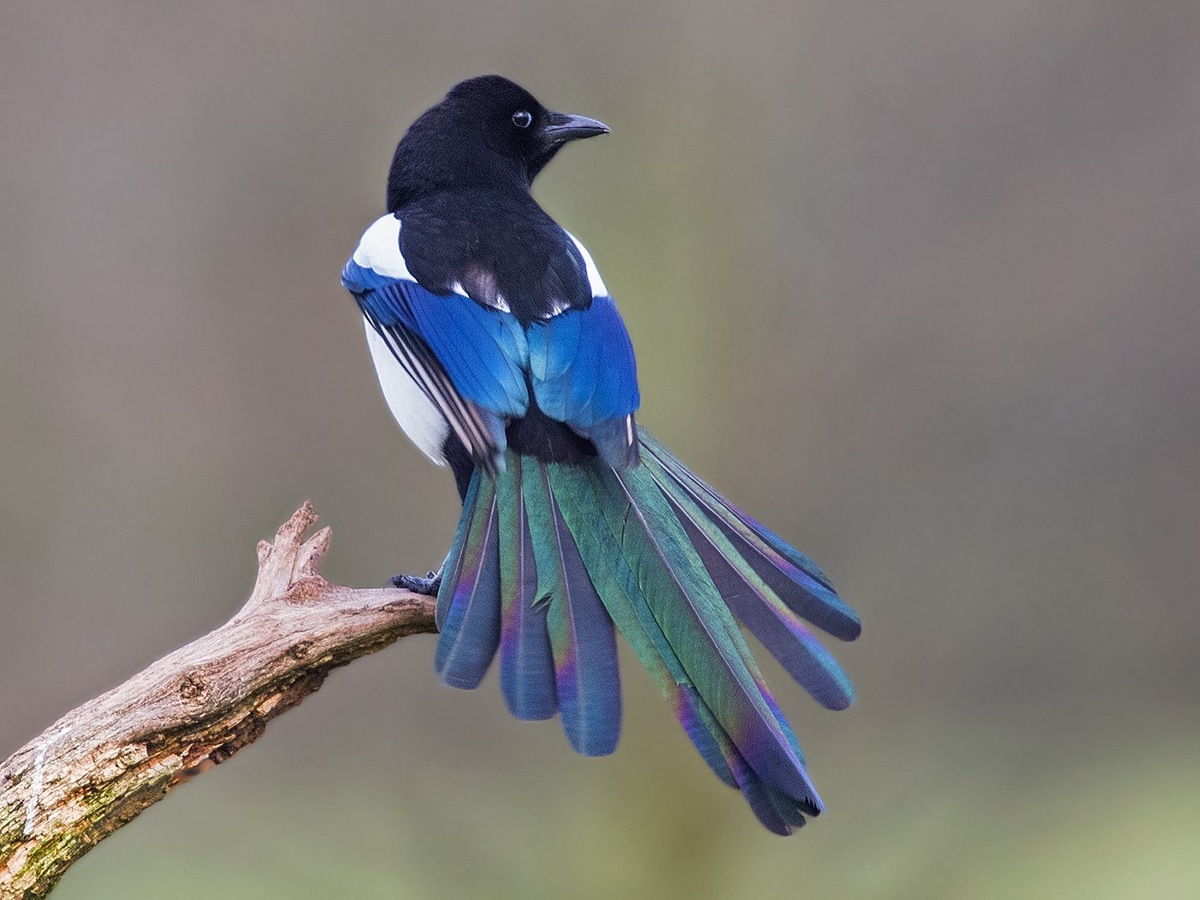Черно-белый фрак и хвост, переливающийся всеми цветами радуги – природа наградила сороку поистине королевским нарядом. 👑
