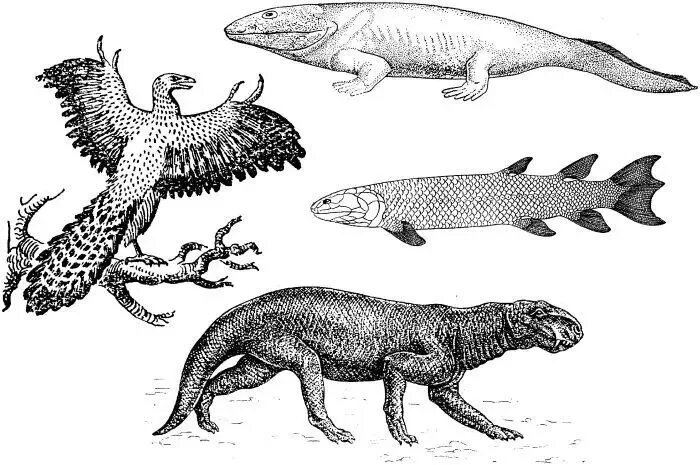 У этих видов хорошо видны черты разных классов животных.