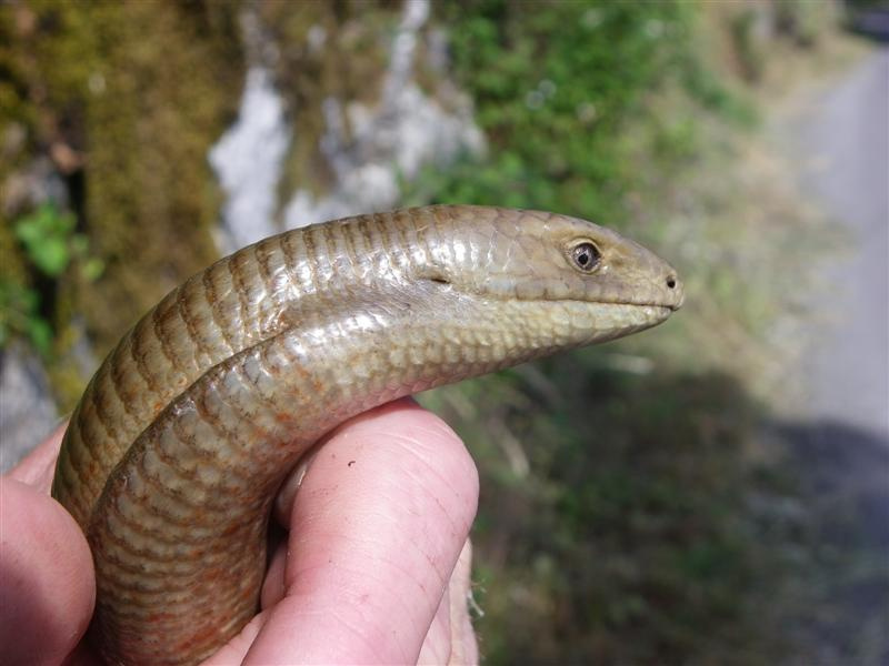 Это не змея! Умный и пронзительный взгляд желтопузика, который, кажется, знает все ваши секреты.