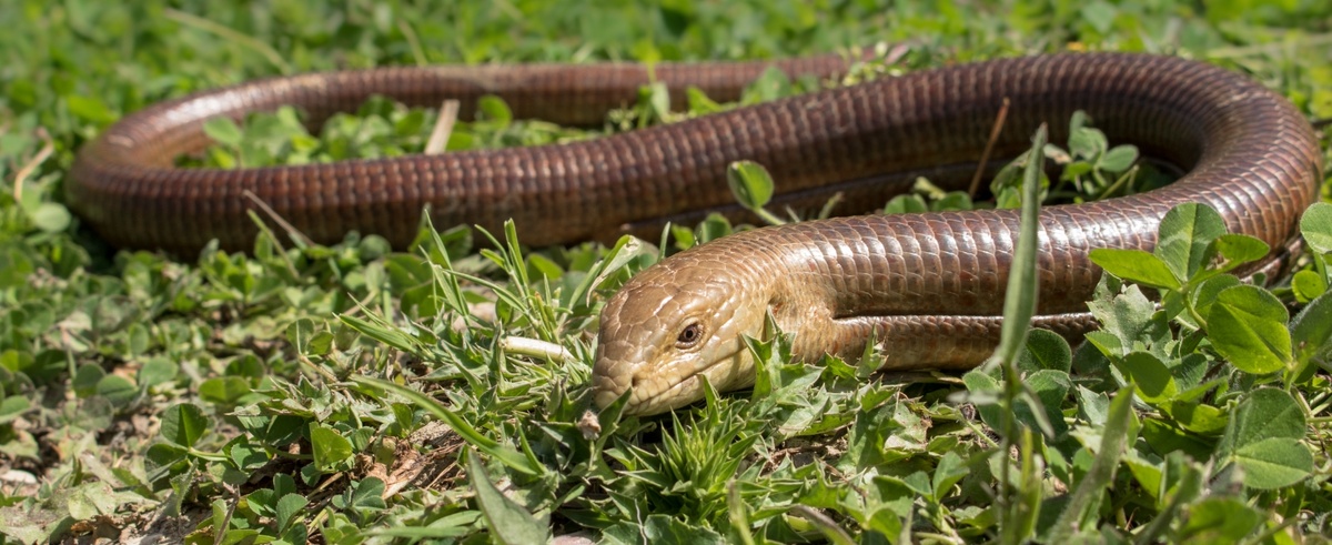 Вот он какой, красавец! Обратите внимание на кожную складку по бокам – это его "визитная карточка"
