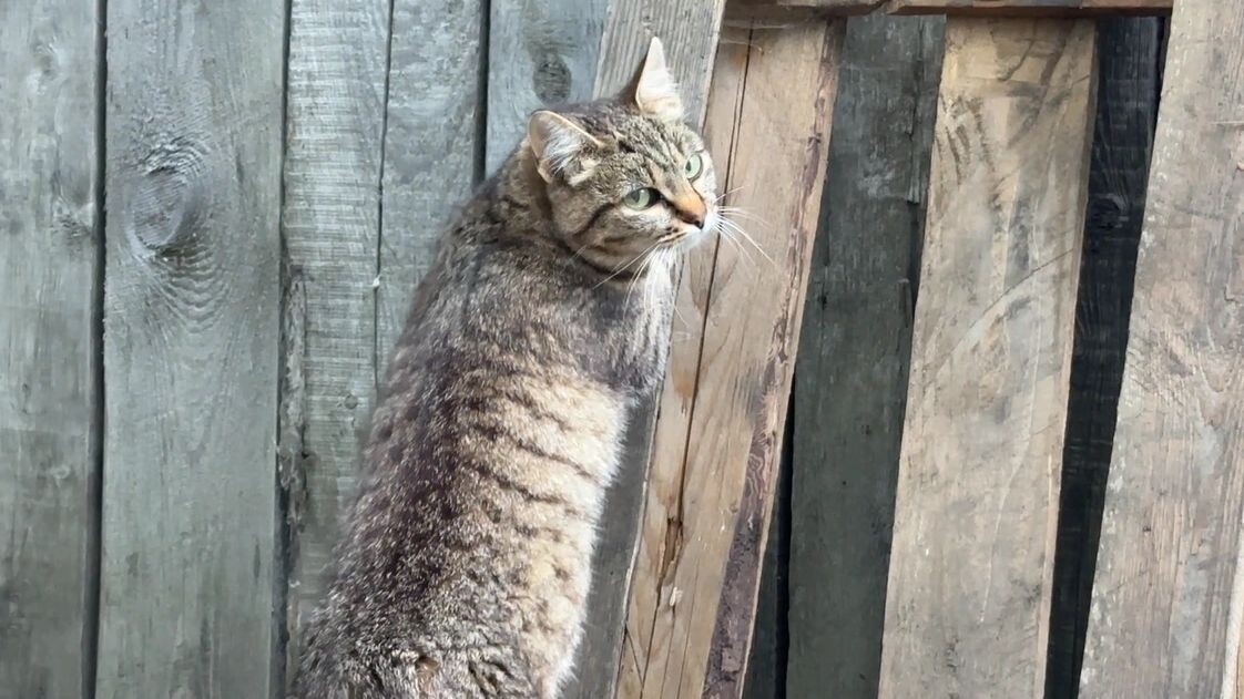   Кадр из видео: Вера Дронзикова/«Ямал-Медиа»