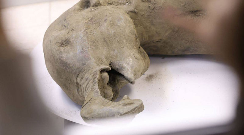     Фото: Северо-Восточный федеральный университет